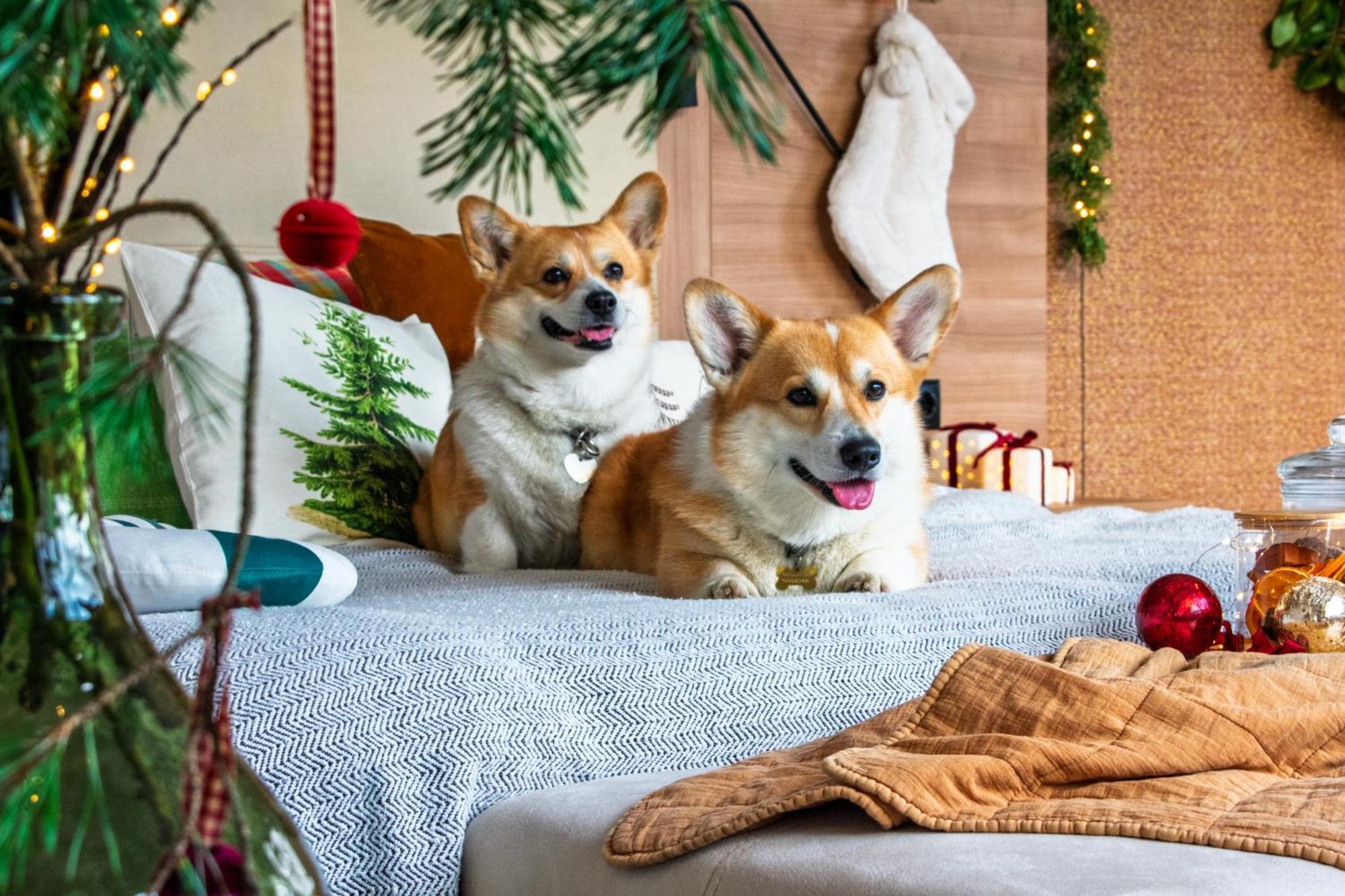 Suite Noël